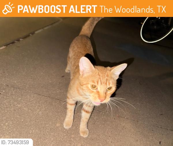 Found/Stray Male Cat last seen The woodlands mall, The Woodlands, TX 77380