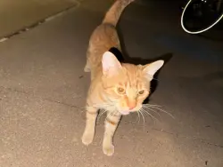 Found/Stray Male Cat last seen The woodlands mall, The Woodlands, TX 77380
