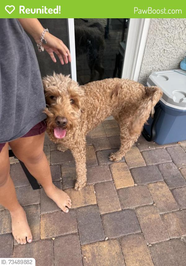 Reunited Female Dog last seen Buffalo/Chartan, Las Vegas, NV 89179