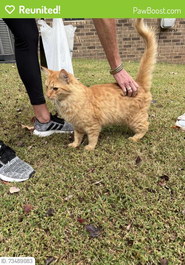 Reunited Unknown Cat last seen Near and 115 in Mooresville, NC, Mooresville, NC 28115