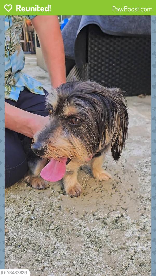 Reunited Male Dog last seen 18th & Commercial, Oakland Park, FL 33334