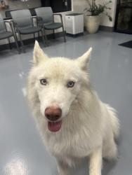 Found/Stray Unknown Dog last seen Gilbert and La Palma, Anaheim, CA 92815