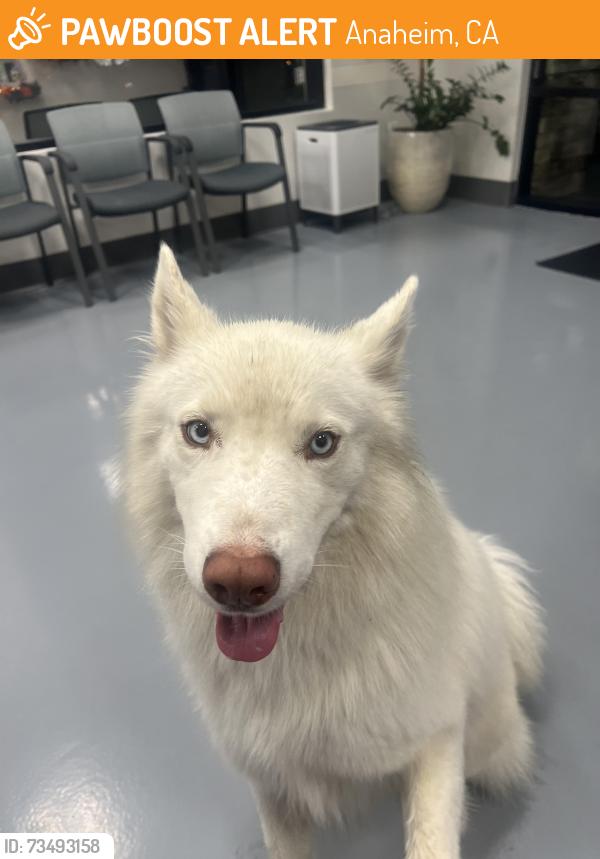 Found/Stray Unknown Dog last seen Gilbert and La Palma, Anaheim, CA 92815