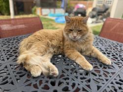 Lost Male Cat last seen Sussex and Tudor at our hse, Boise, ID 83704