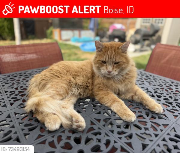 Lost Male Cat last seen Sussex and Tudor at our hse, Boise, ID 83704