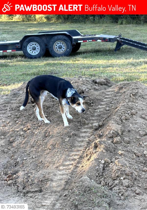 Lost Male Dog last seen Happy Hollow rd and Medley Amonette rd, Buffalo Valley, TN 38548