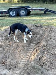 Lost Male Dog last seen Happy Hollow rd and Medley Amonette rd, Buffalo Valley, TN 38548