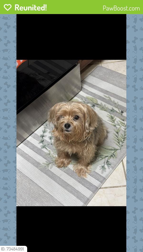 Reunited Female Dog last seen Dale blvd and hillendale dr, Dale City, VA 22193