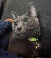 Reunited Male Cat last seen westerleigh park, Staten Island, NY 10314