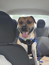 Reunited Male Dog last seen Blue creek rd and Pony Farm rd, Onslow County, NC 28540