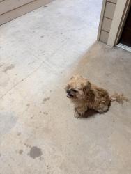 Found/Stray Male Dog last seen Near North Elm St., Denton, TX, Denton, TX 76208