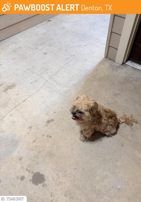 Found/Stray Male Dog last seen Near North Elm St., Denton, TX, Denton, TX 76208