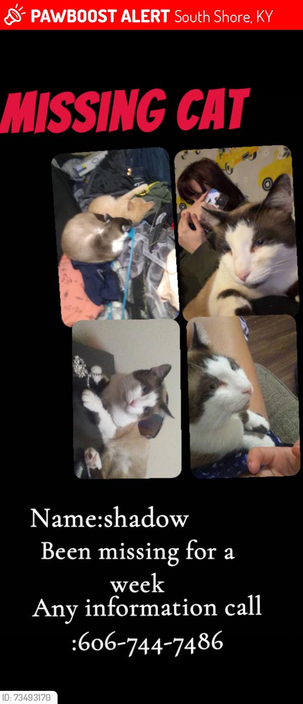 Lost Male Cat last seen Old sunshine rd, South Shore, KY 41175