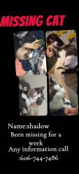 Lost Male Cat last seen Old sunshine rd, South Shore, KY 41175