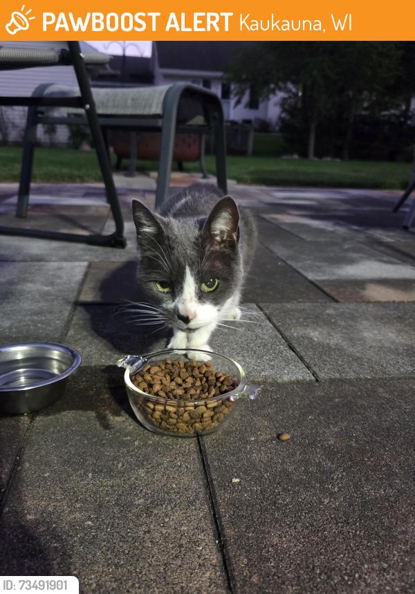 Found/Stray Unknown Cat last seen Spring Ridge Dr in Fieldcrest, Kaukauna, WI 54130