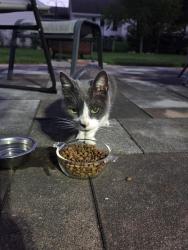 Found/Stray Unknown Cat last seen Spring Ridge Dr in Fieldcrest, Kaukauna, WI 54130