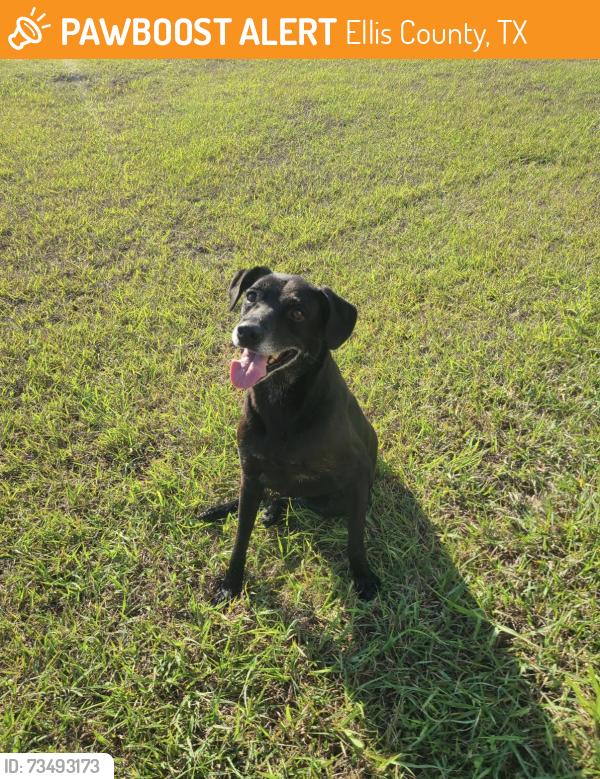 Found/Stray Female Dog last seen Brigham rd, Ellis County, TX 75167
