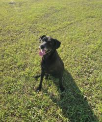 Found/Stray Female Dog last seen Brigham rd, Ellis County, TX 75167