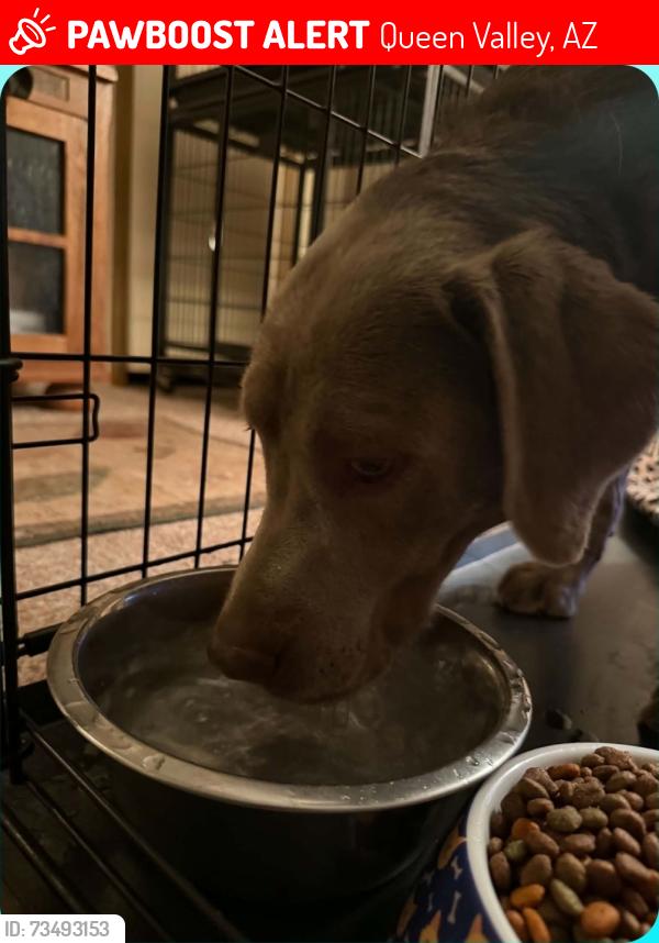 Lost Male Dog last seen Last seen at home, Queen Valley, AZ 85118