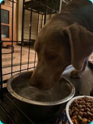 Lost Male Dog last seen Last seen at home, Queen Valley, AZ 85118