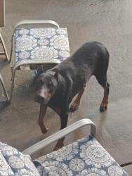 Reunited Male Dog last seen Newtown Rd Rocky River Rd, Monroe, NC 28112
