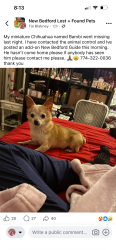 Lost Male Dog last seen Liberty st, New Bedford, MA 02740