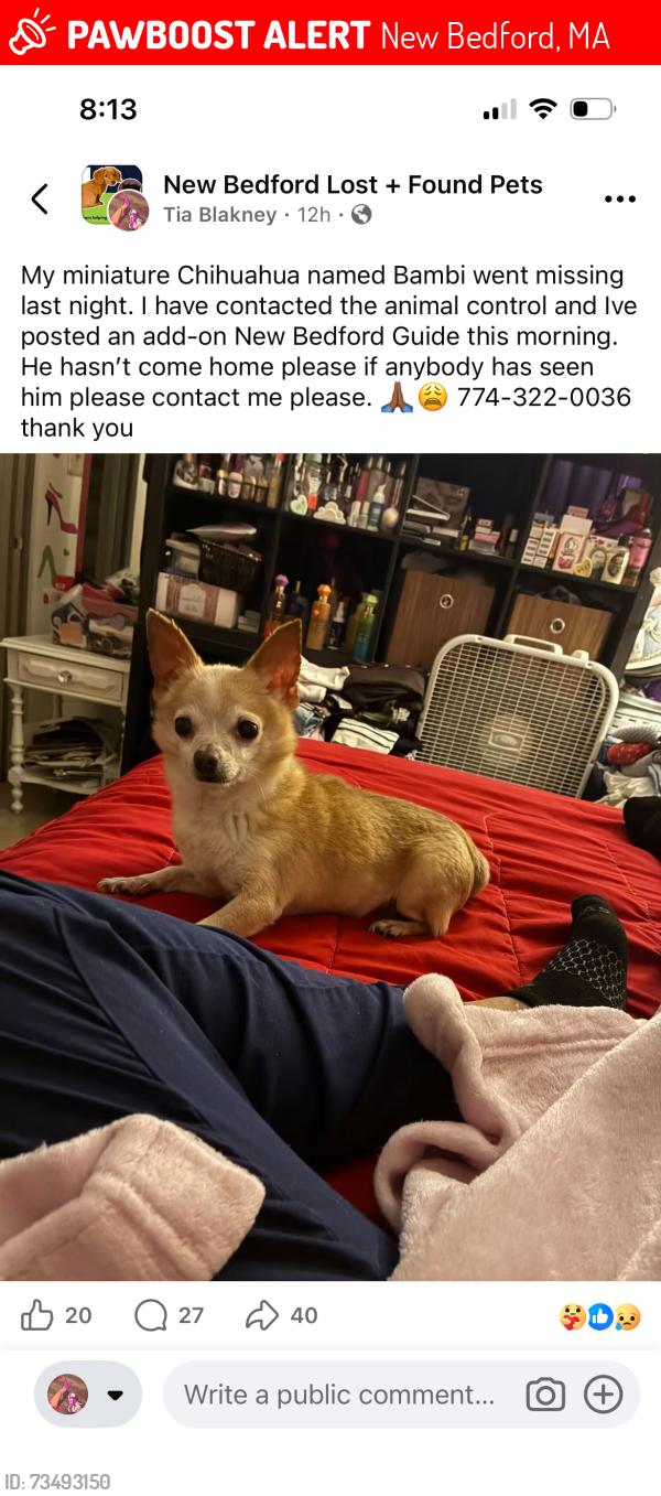 Lost Male Dog last seen Liberty st, New Bedford, MA 02740