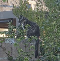 Found/Stray Unknown Cat last seen Blume and Foster, Rossmoor, CA 90720