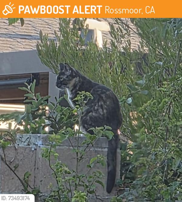 Found/Stray Unknown Cat last seen Blume and Foster, Rossmoor, CA 90720
