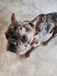 Reunited Male Dog last seen Near NW 25th St, Yukon, OK 73099, USA, Yukon, OK 73099