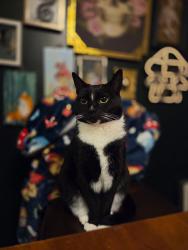 Reunited Female Cat last seen Glastonbury Ave and Cedar Hollow, Rocky Hill, CT 06067