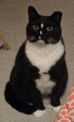 Lost Male Cat last seen Kendal Terrace & Park Street across from Bigelow Middle School, Newton, MA 02458