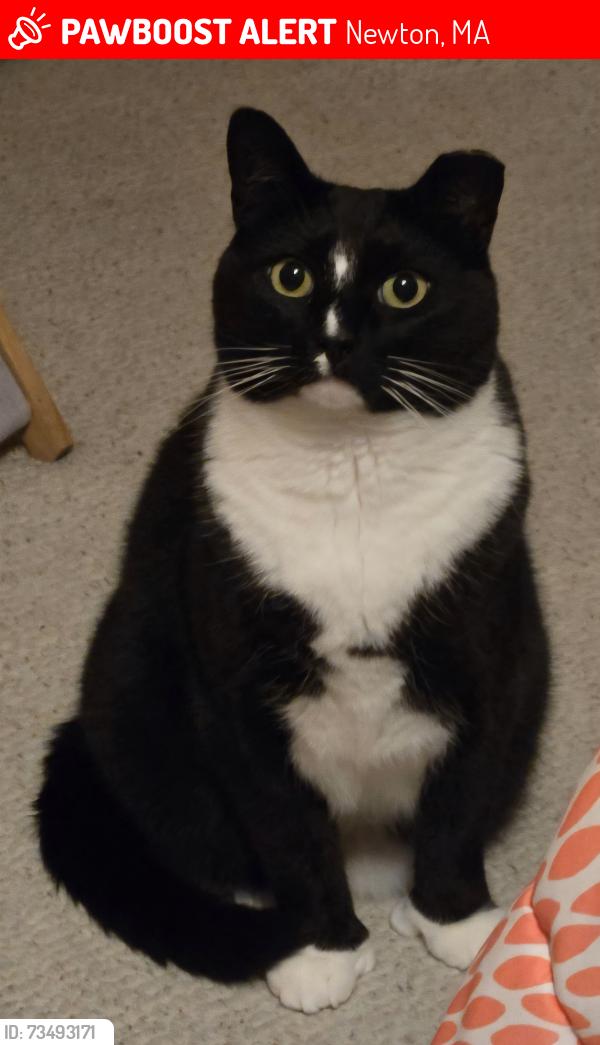 Lost Male Cat last seen Kendal Terrace & Park Street across from Bigelow Middle School, Newton, MA 02458