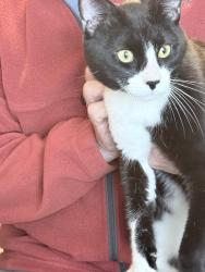 Found/Stray Male Cat last seen Elena, Cranston, RI 02920