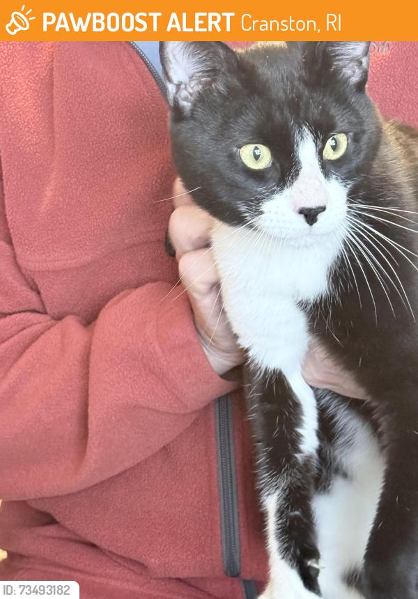 Found/Stray Male Cat last seen Elena, Cranston, RI 02920