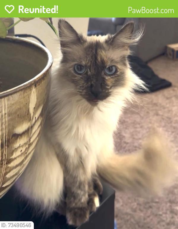 Reunited Female Cat last seen Victoria St & Maple St, Costa Mesa, CA 92627, USA, Costa Mesa, CA 92627