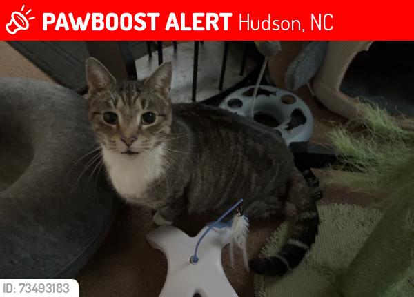 Lost Male Cat last seen Mac Drive Hudson NC, Hudson, NC 28638
