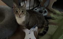 Lost Male Cat last seen Mac Drive Hudson NC, Hudson, NC 28638