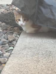 Reunited Unknown Cat last seen Near N Van Buren Way, Hopkins, MN 55343