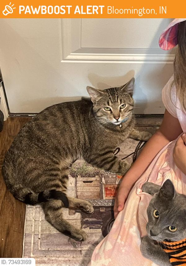 Found/Stray Male Cat last seen Union at crescent, Bloomington, IN 47404