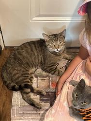 Found/Stray Male Cat last seen Union at crescent, Bloomington, IN 47404