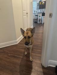 Found/Stray Female Dog last seen Running down Celery Palm, Sanford, FL 32771