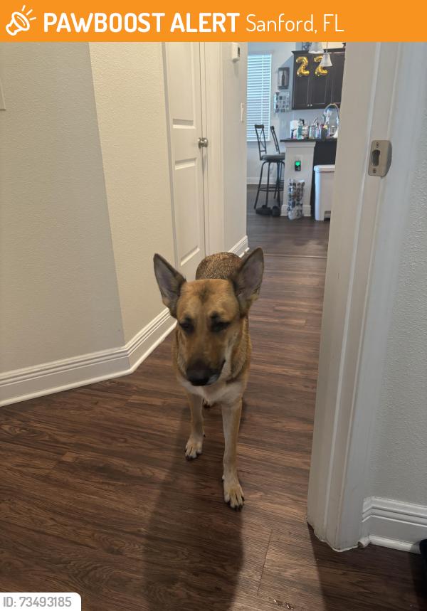 Found/Stray Female Dog last seen Running down Celery Palm, Sanford, FL 32771