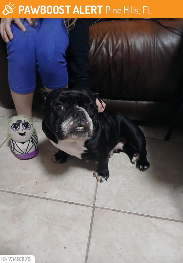 Found/Stray Female Dog last seen Hernandez and Pine Hills rd, Pine Hills, FL 32808