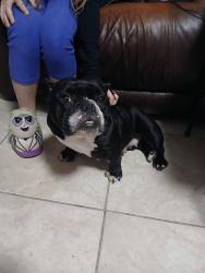 Found/Stray Female Dog last seen Hernandez and Pine Hills rd, Pine Hills, FL 32808