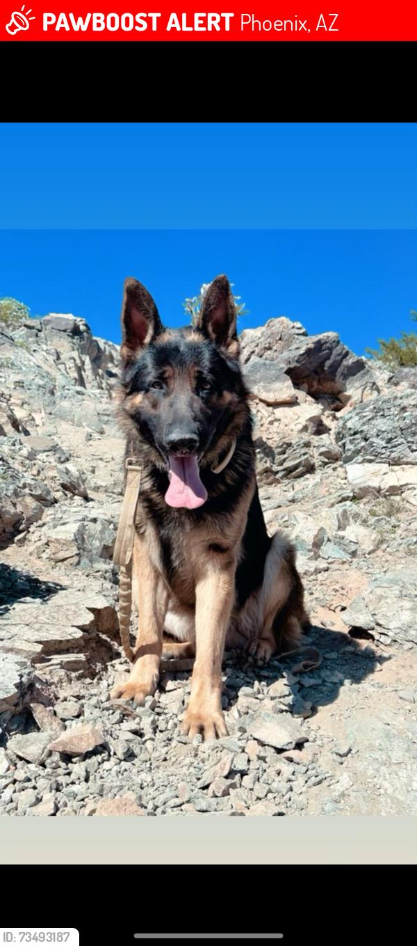 Lost Male Dog last seen 48th st and baseline, Phoenix, AZ 85042