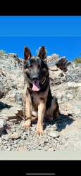 Lost Male Dog last seen 48th st and baseline, Phoenix, AZ 85042