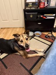 Reunited Female Dog last seen NE 14TH AVE, Boynton Beach, FL 33435