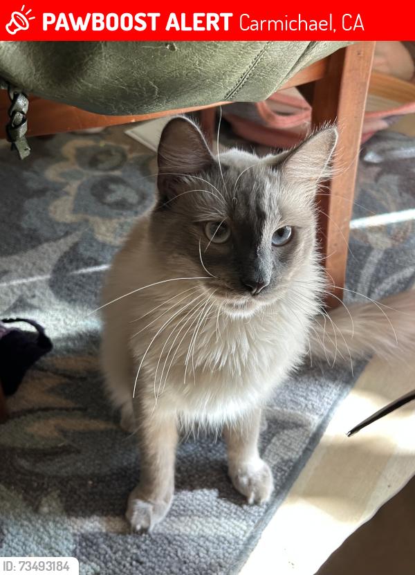 Lost Male Cat last seen Engle near La Sierra community center, Carmichael, CA 95608