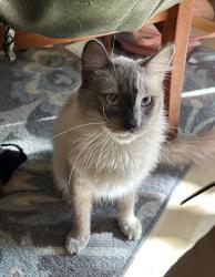 Lost Male Cat last seen Engle near La Sierra community center, Carmichael, CA 95608